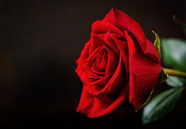 Red Rose Day Is a Symbol of Hope, Passion and Love