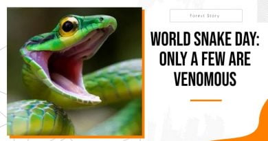 World Snake Day Only a Few Are Venomous