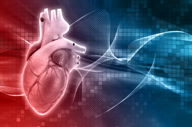 3D Digital Heart: A Great Revolution In The World Of Medicine