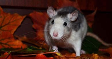 Some Amazingly Simple Tips To Keep Rats Out