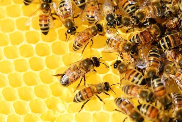 World Bee Day: The Need for Measures for Human Survival
