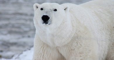 Can Polar Bears Breathe Underwater
