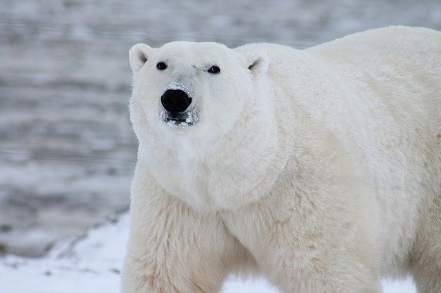 Can Polar Bears Breathe Underwater