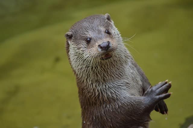 Do Otters Eat Turtles?