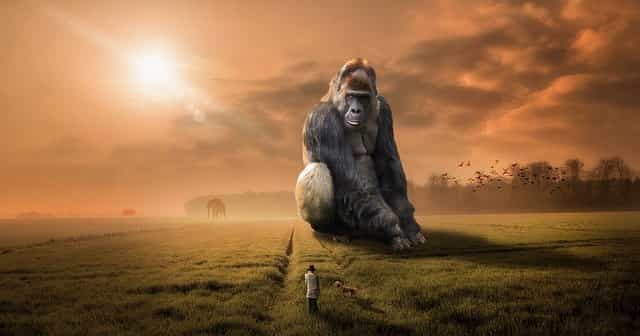 Are gorillas dangerous? Do Gorillas Attack Humans?