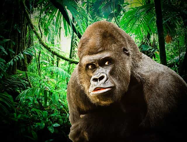 Are gorillas dangerous? Do Gorillas Attack Humans?