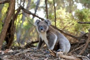 Are Koalas Dangerous? Do Koalas Bite? (Explained!)