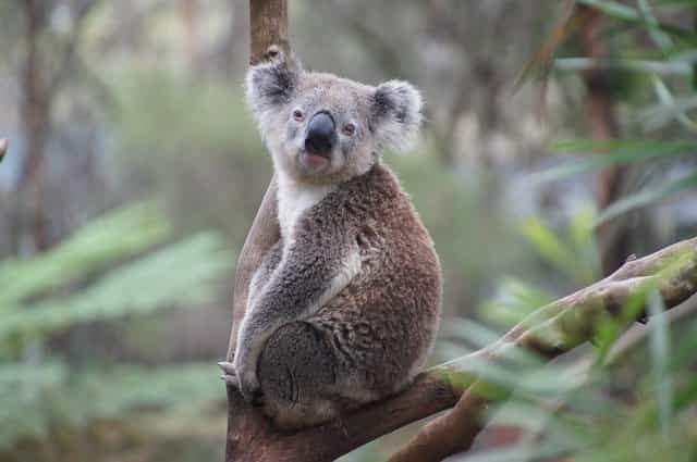 Are Koalas Dangerous? Do Koalas Bite? (Explained!)