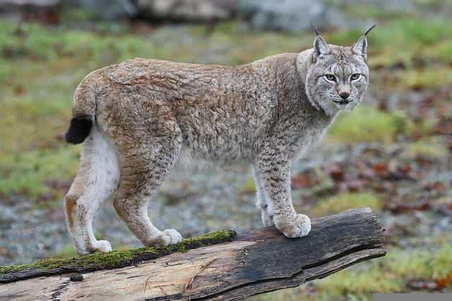 Are Lynx Dangerous? Do Lynx Attack Humans?