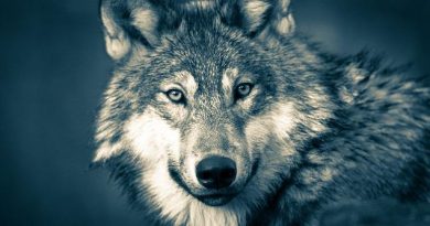 Are Wolves Color Blind