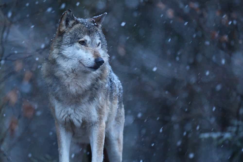 Are Wolves Color Blind What Colors Do Wolves See
