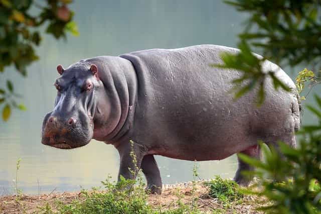 Do Hippos Like Chocolate