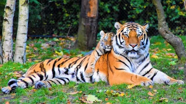 Animals With Stripes (16 Examples With Pictures)