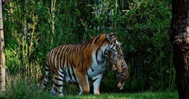 Do Tigers Eat Their Young