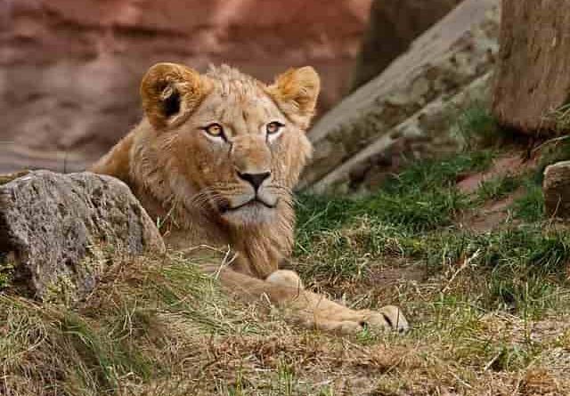 Female Lion: All You Need To Know