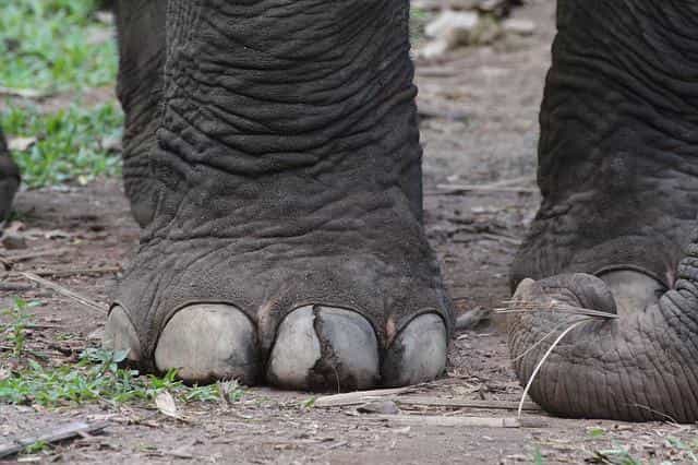 Animals with big feet