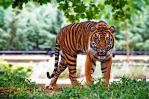 Animals With Stripes (16 Examples With Pictures)