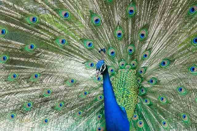 Amazing Animals With Feathers (With Pictures)