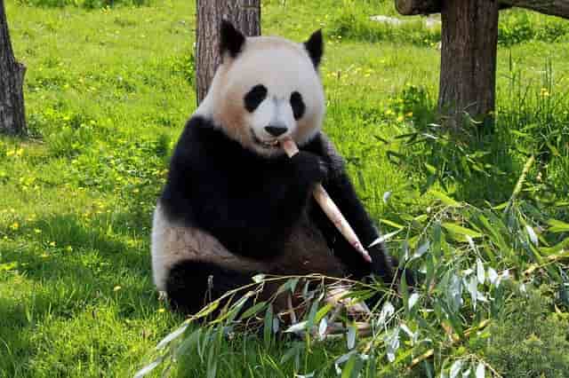 Are Pandas Dangerous? Do Pandas Attack Humans?