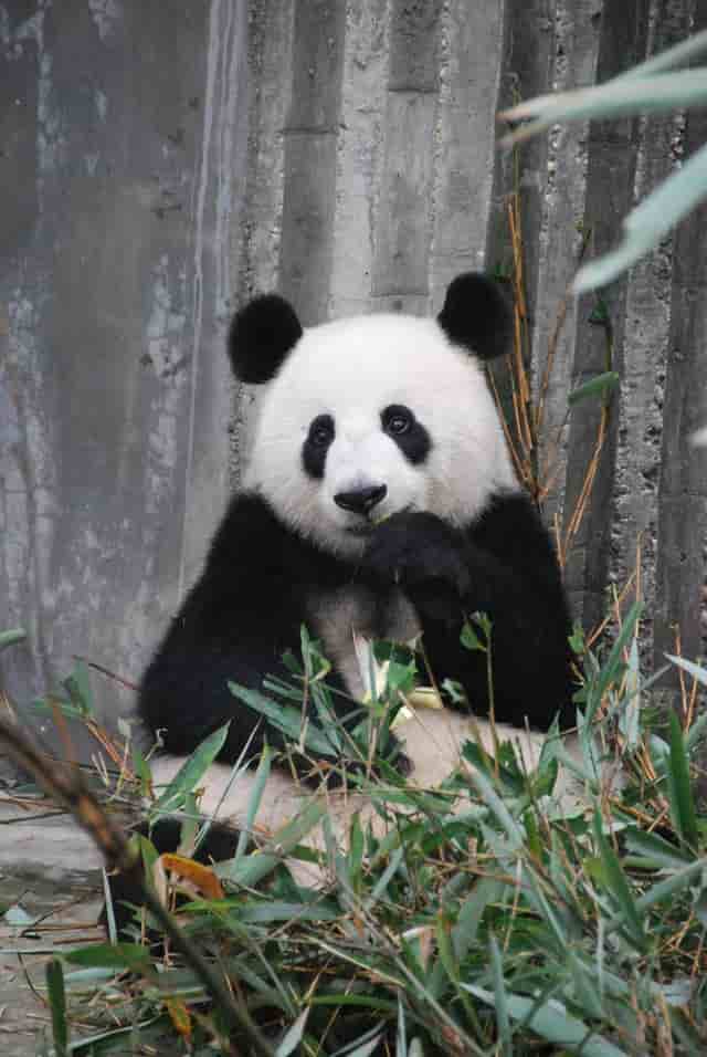 Are Pandas Dangerous? Do Pandas Attack Humans?