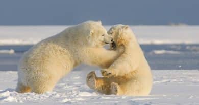 How Strong Are Polar Bears? Polar Bear Strength Facts