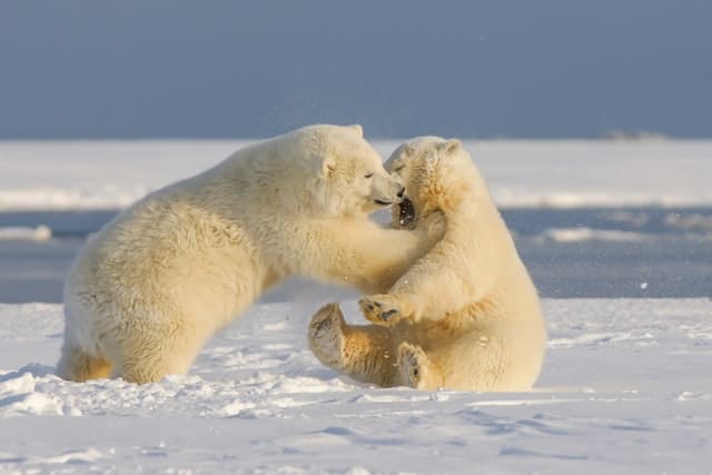 How Strong Are Polar Bears? Polar Bear Strength Facts