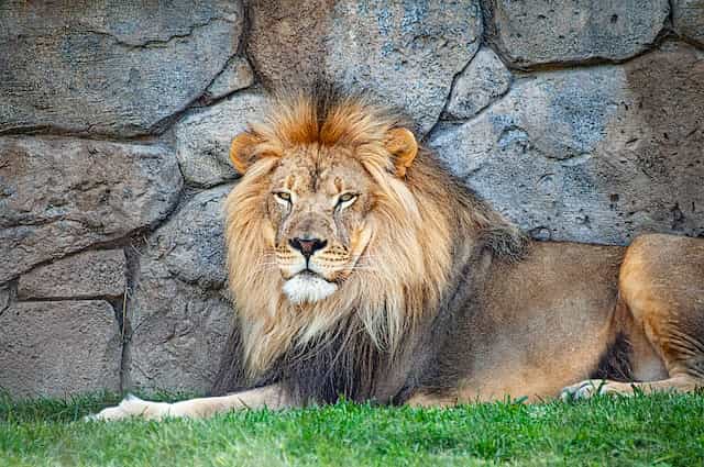 What Are The Lion Adaptations?