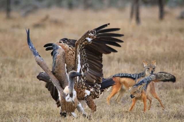 What Eats Vultures? [List of Vulture Predators]