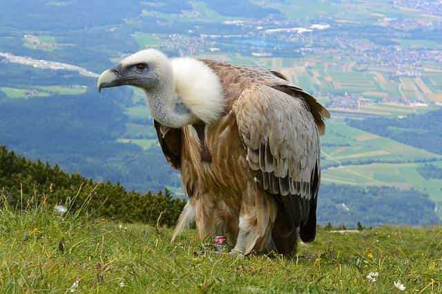 What Eats Vultures? [List of Vulture Predators]