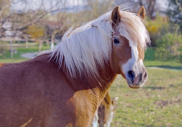 Awesome Animals With Manes (+ Pictures)