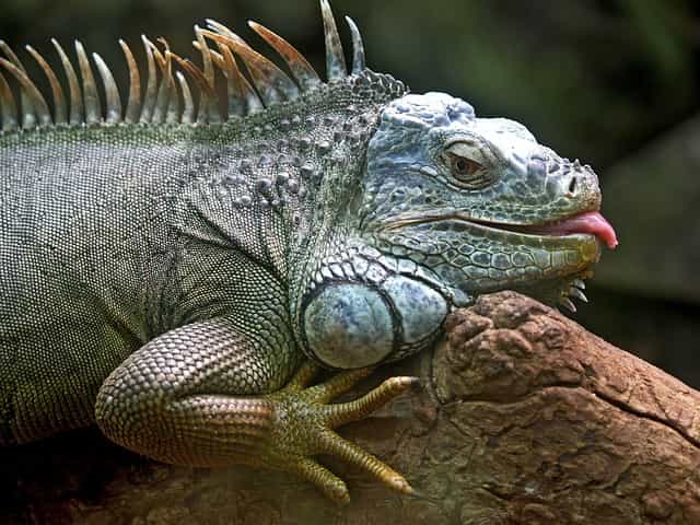 Animals With Scales (12 Examples With Pictures)