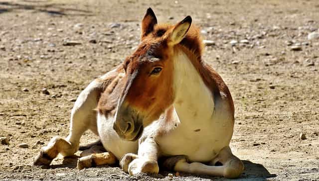 Animals With Hooves (12 Examples + Hoof Type)