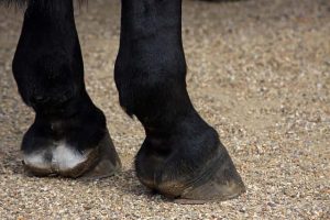 Animals With Hooves (12 Examples + Hoof Type)