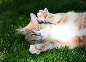 List of Animals With Paws (8 Examples)