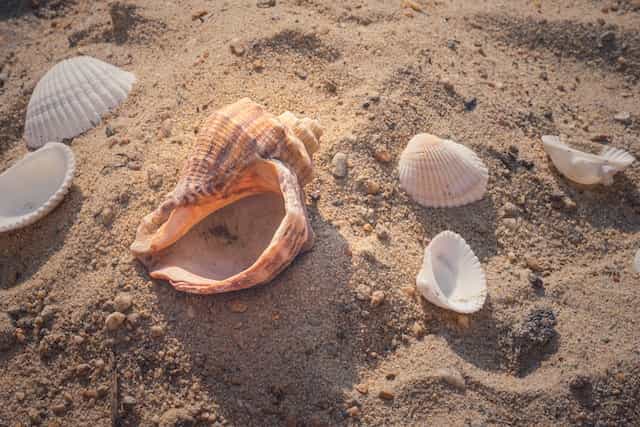 Sea Animals With Shells (+ Fun Facts)