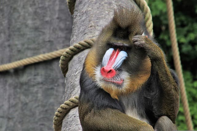 Animals With Bad Memory! (Pictures + Fun Facts)