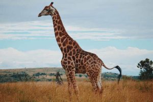 Animals With Long Necks! [Pictures & Facts]