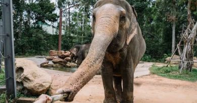 Awesome Animals With Trunks (With Pictures)