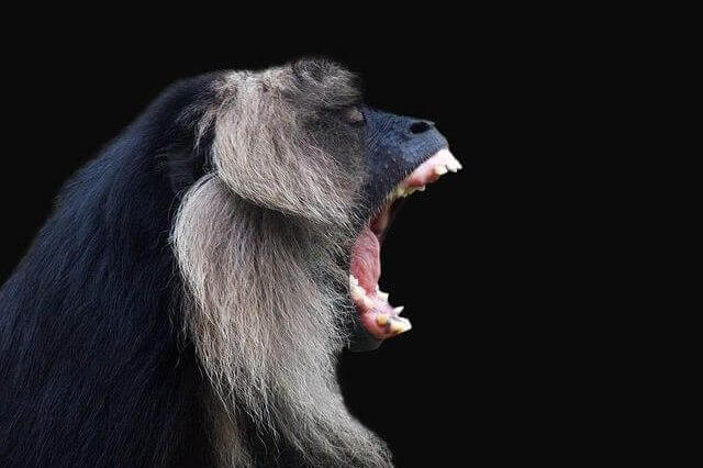 Amazing Animals That Howl (With Pictures)