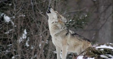 Amazing Animals That Howl (With Pictures)