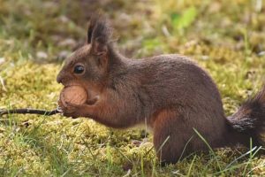 Animals That Eat Nuts (8 Examples With Pictures)