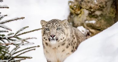List of Winter Animals (12 Examples With Pictures)