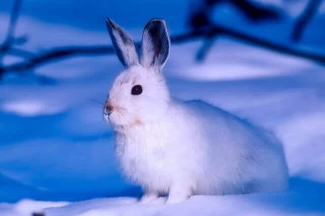 List of Winter Animals (12 Examples With Pictures)