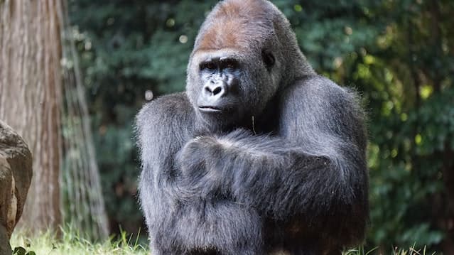 Are Gorillas Dangerous? Unveiling the Truth Behind the Myth