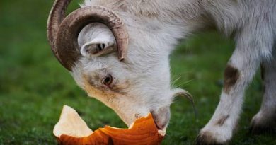 What Animals Eat Pumpkins?