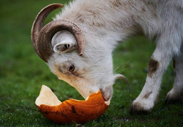 What Animals Eat Pumpkins?