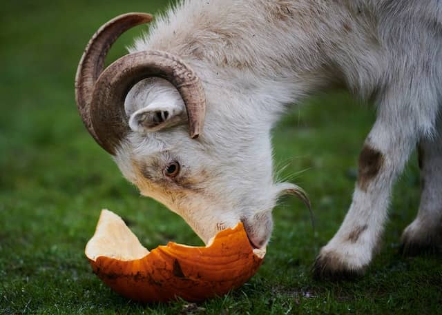 What Animals Eat Pumpkins? - UrduFOX