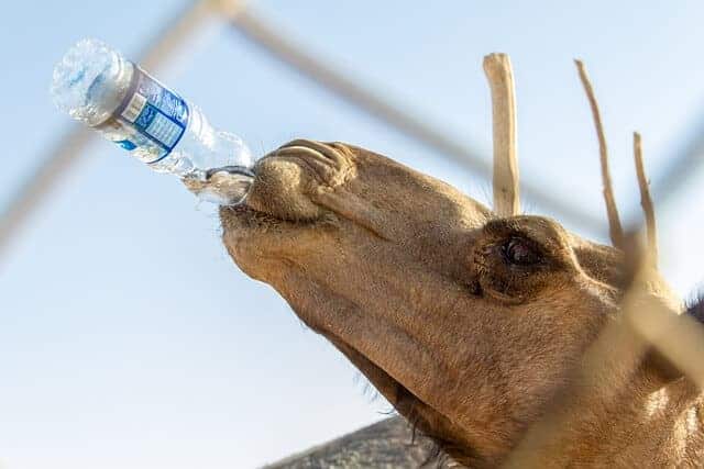 Animals That Drink A Lot Of Water