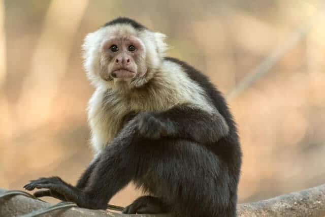 Cutest Monkeys In The World