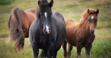 Cutest Horse Breeds in the World